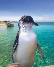 penguin island